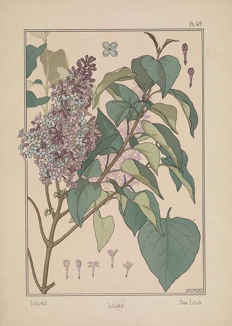 Lilac Flower Art Nouveau Eugene Grasset Art Nouveau pattern design