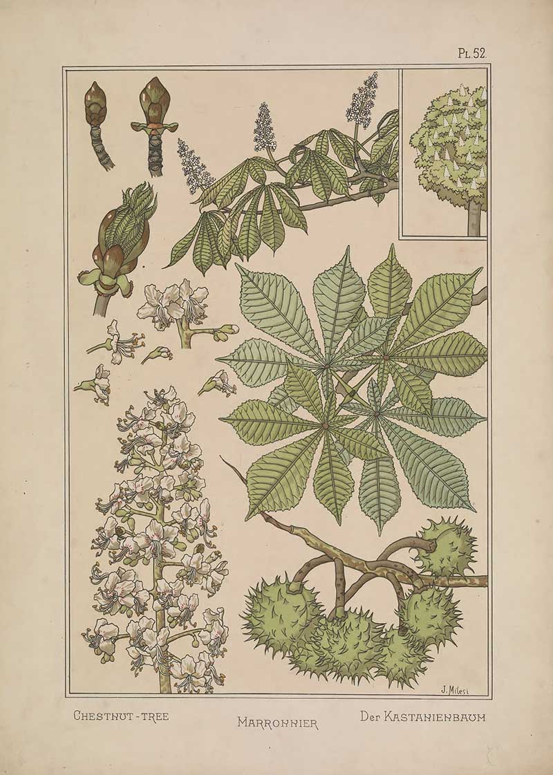 Chest Nut Tree Art Nouveau Eugene Grasset Art Nouveau pattern design
