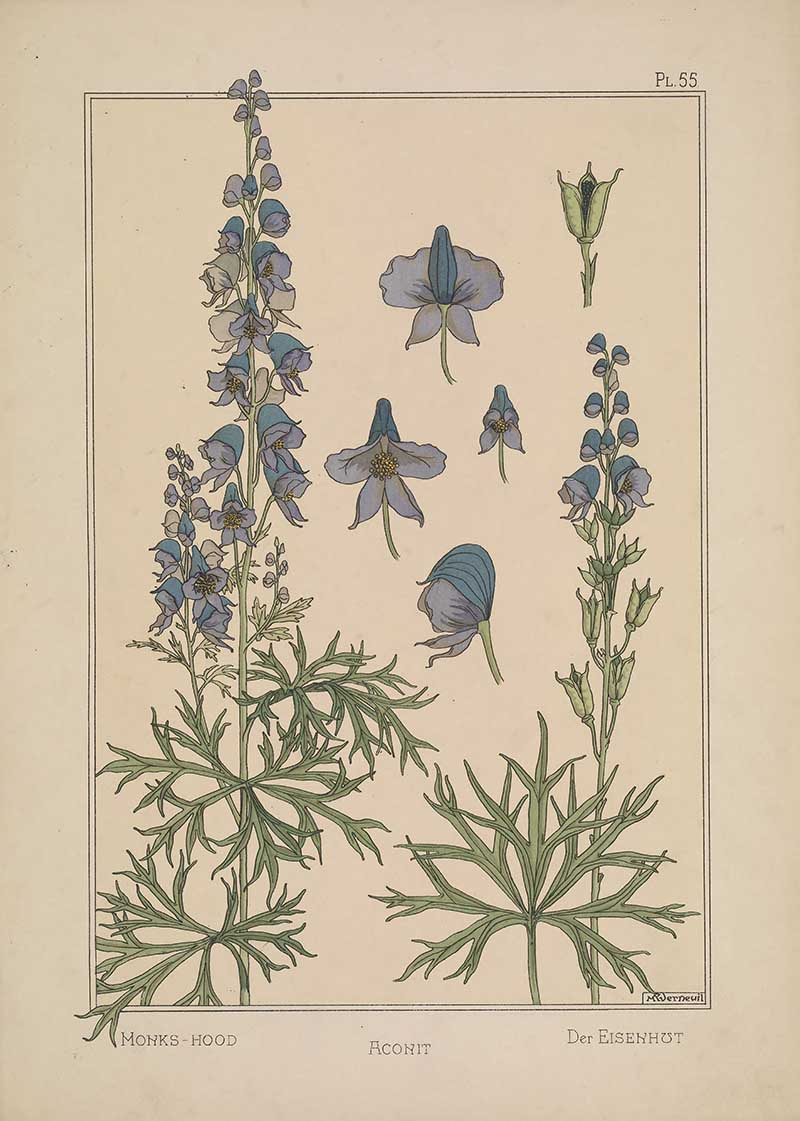 Monks Hood Art Nouveau Eugene Grasset Art Nouveau pattern design