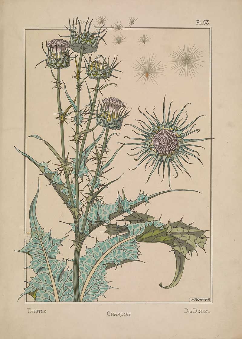 Thistle Art Nouveau Eugene Grasset Art Nouveau pattern design