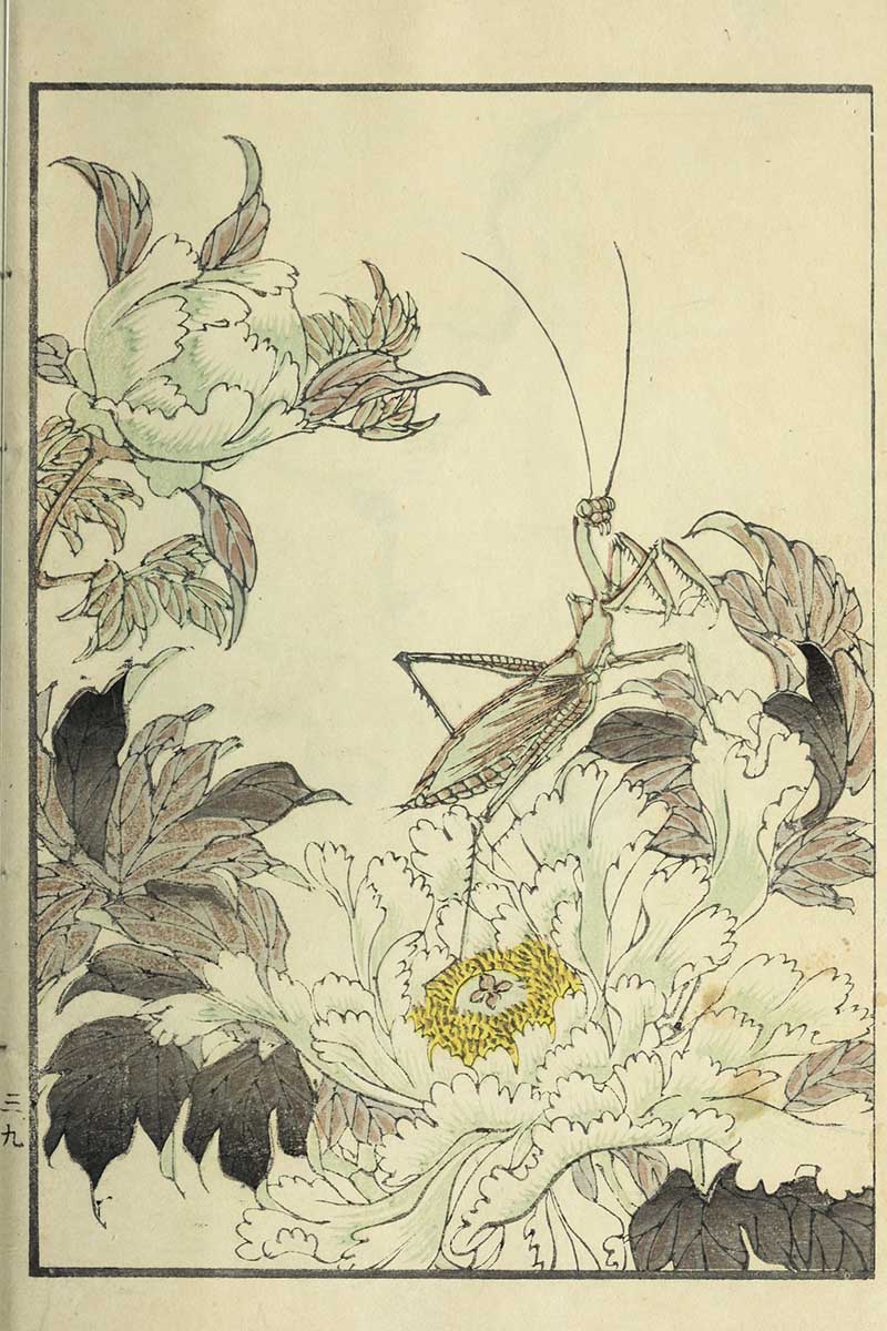 Japanese textile pattern with praying mantis among peony blossoms in delicate ink lines with green brown and yellow coloring vintage Nippon collection