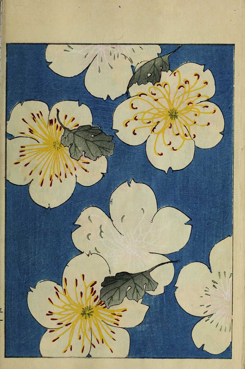 White cherry blossoms with yellow stamens and green leaves on a blue background, vintage Nippon collection