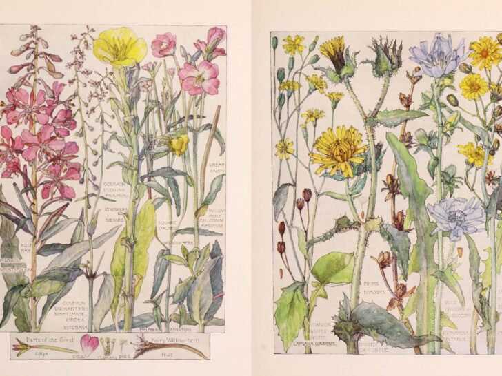 35 Harriet Isabel Adams Wildflower prints to downlaod feature