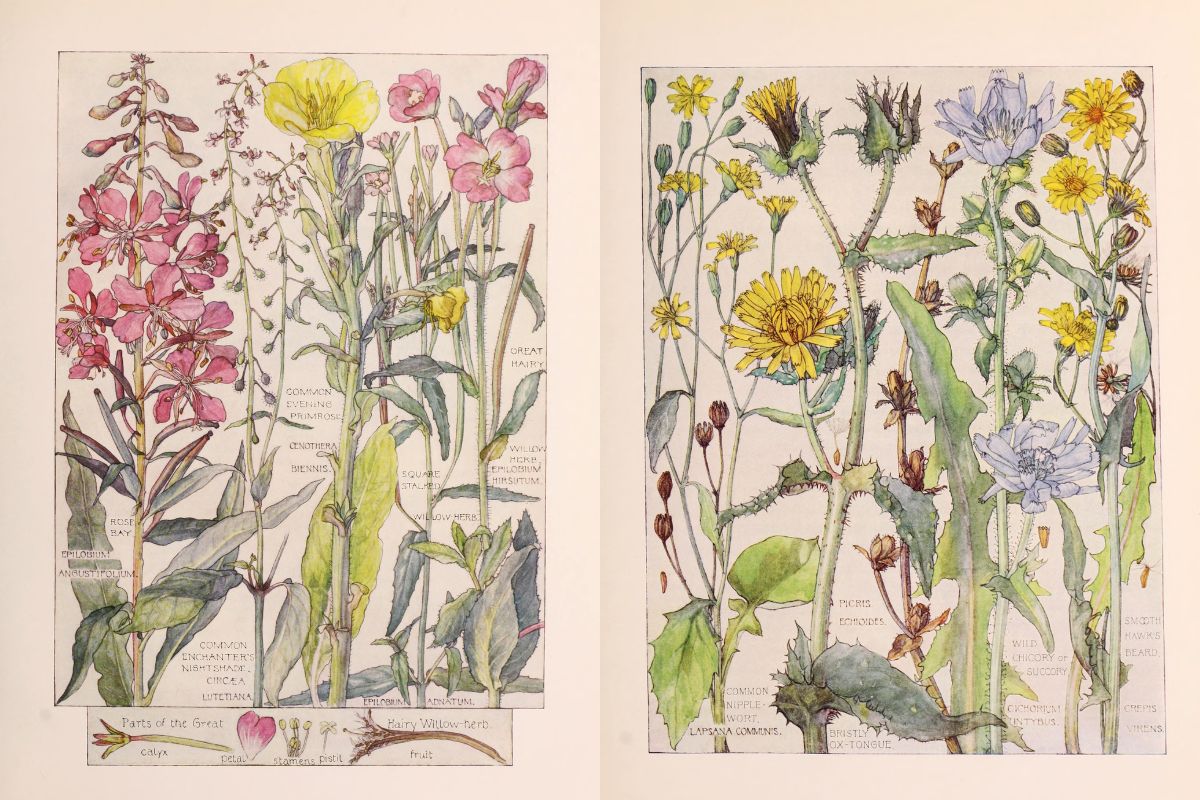 35 Harriet Isabel Adams Wildflower prints to downlaod feature