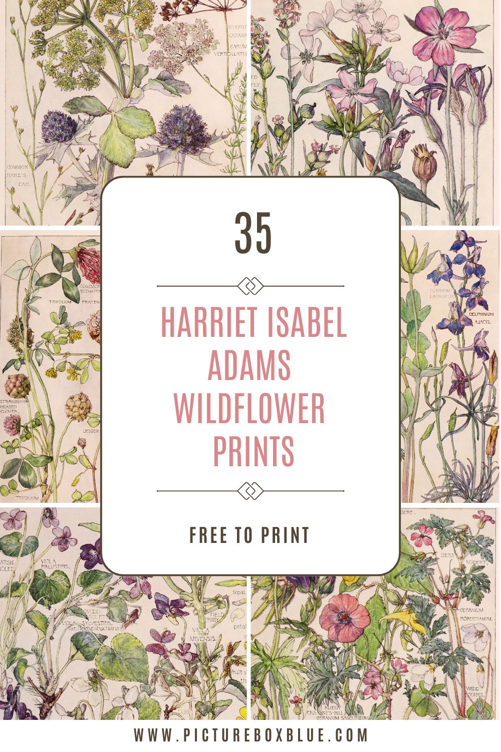 beautiful wildflower illustrations by Harriet Isabel Adams