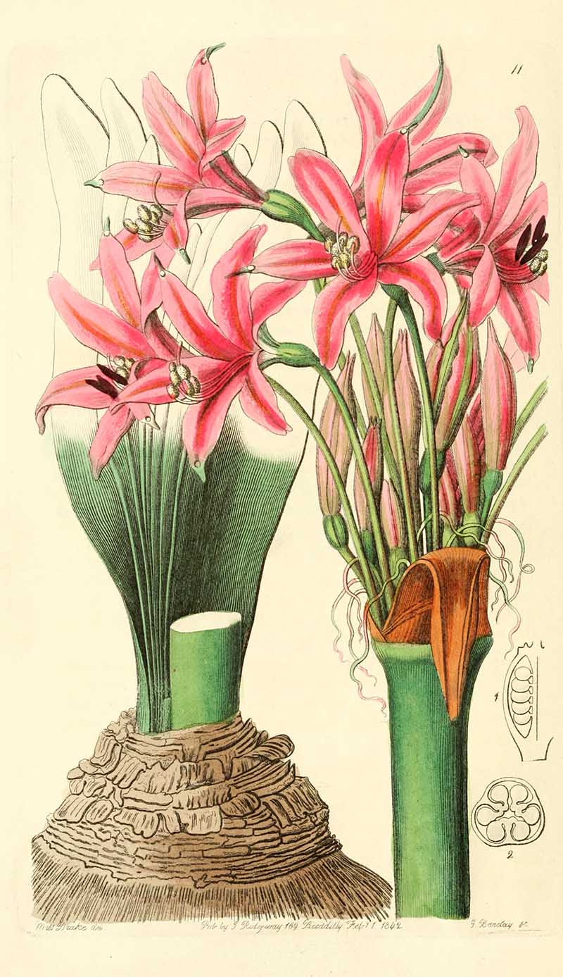 Brunsvigia slateriana Candelarbr lily  From Edwards Botanical Registar