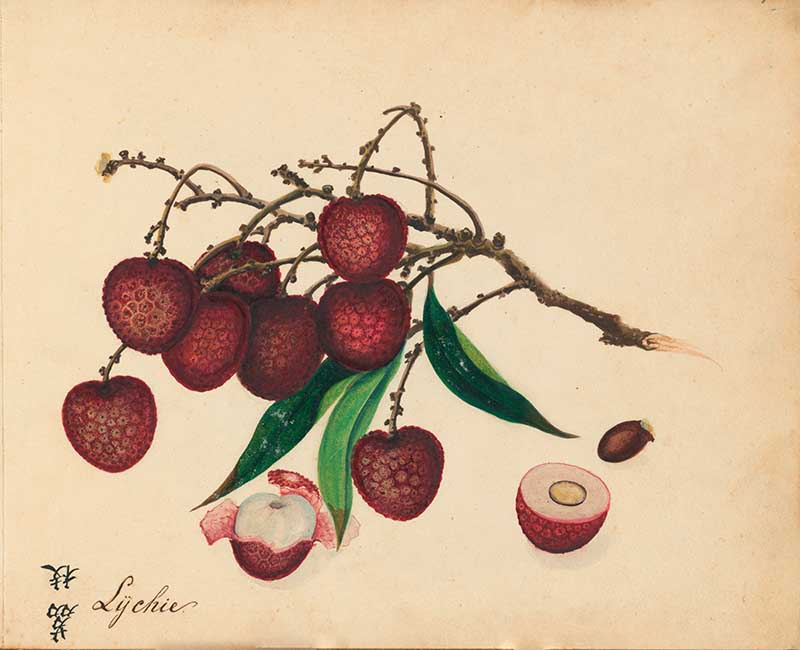 Exotic fruit watercolour painting of Lychees