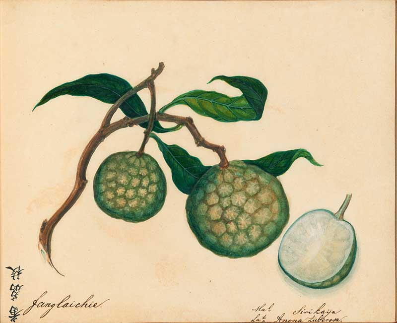 Exotic Fruit watercolours custard apples