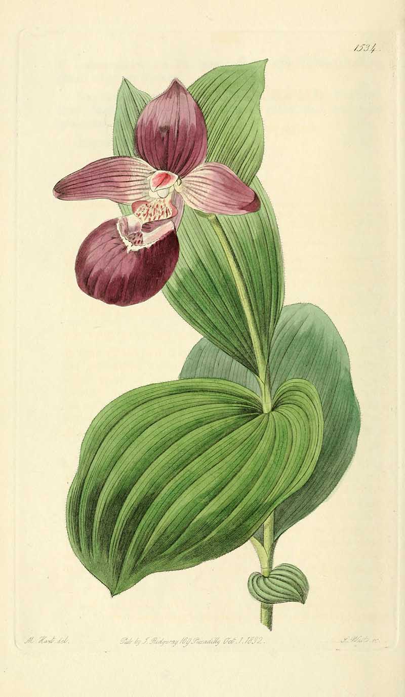 Large-flowered Lady's Slipper Orchid  Edwards' Botanical Registar