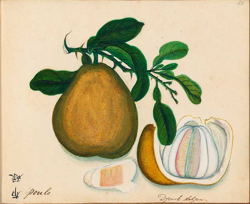 Exotic Fruit watercolours Pomelo