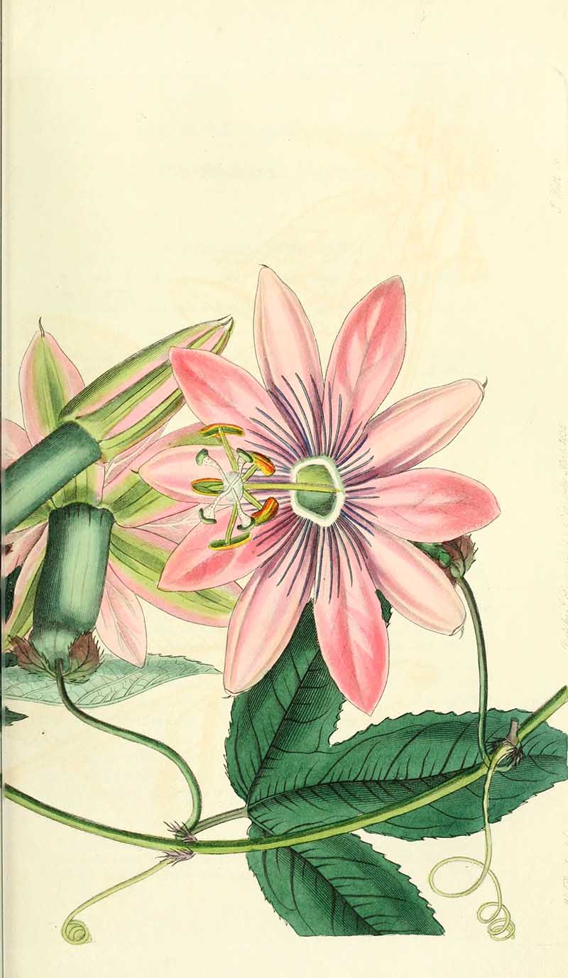 Poro Poro Passion Flower Edwards Botanical registar