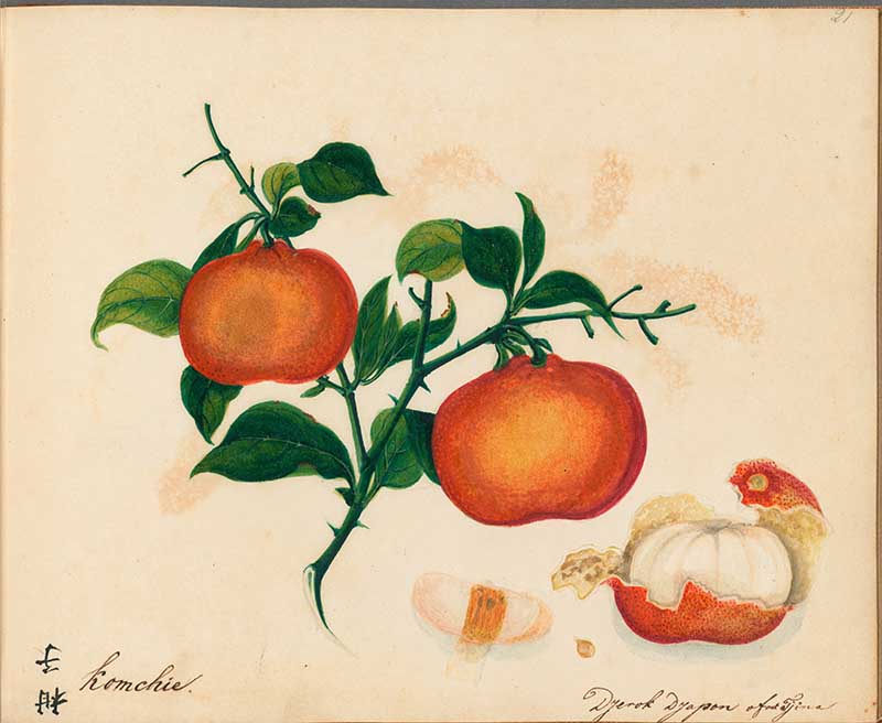 Exotic Fruit watercolours Tangerine 