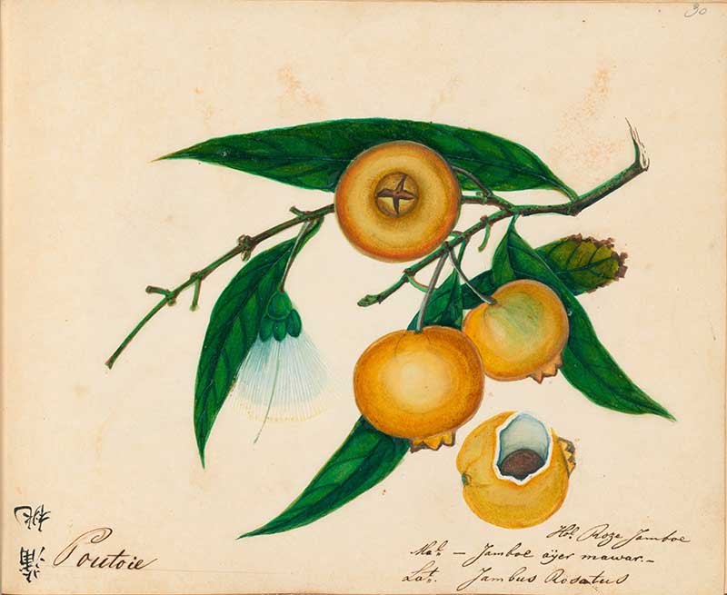  Exotic Fruit watercolours loquats