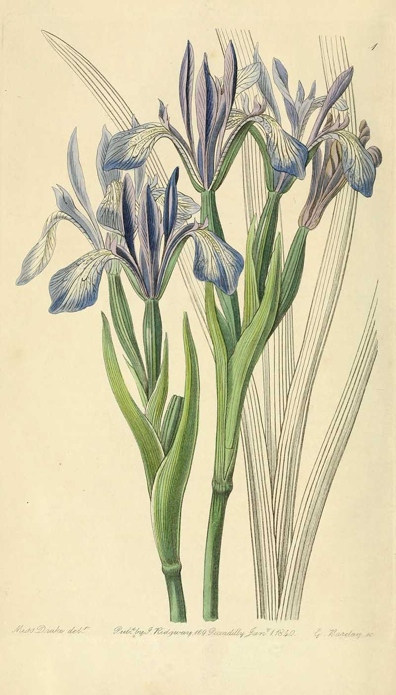Iris Lactea Edwards Botanical Registar
