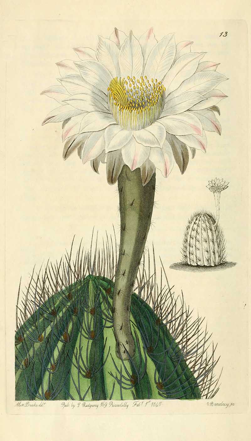 Echinocactus eyriesii white cactus flower Edwards Botanical Registar