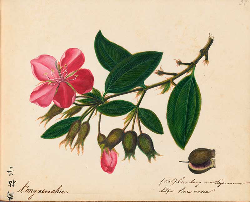 Exotic Fruit watercolours Indian Rhododendron 