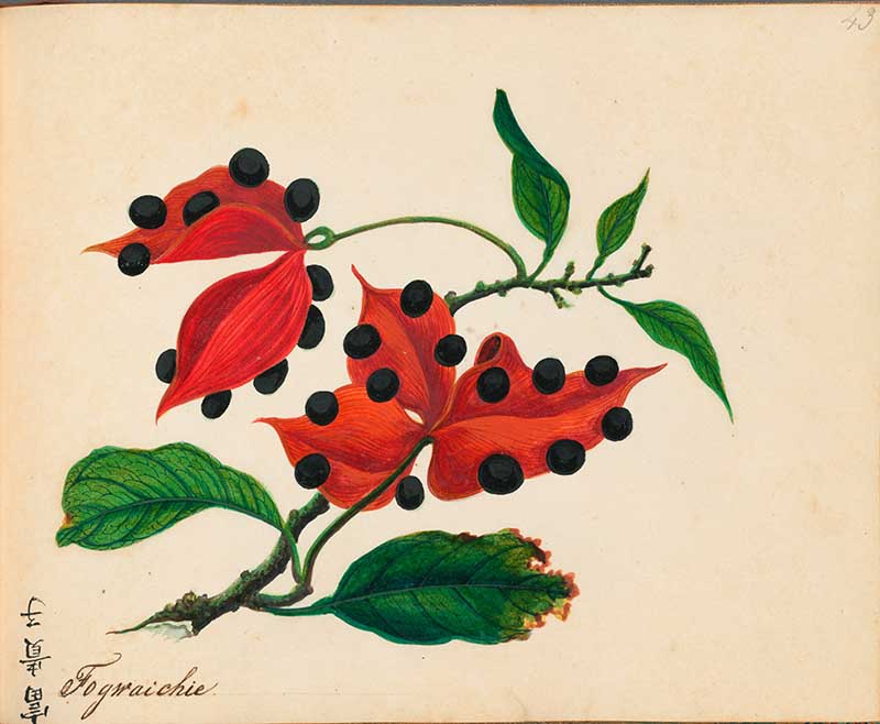 Exotic Fruit watercolours Fortune fruit