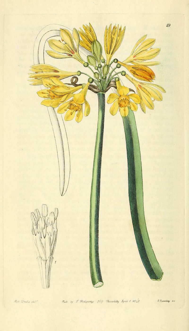 Yellow Garland Lily  Edwards Botanical Registar
