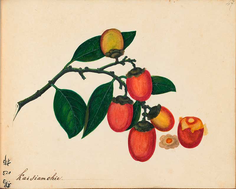 Exotic Fruit watercolours persimmon