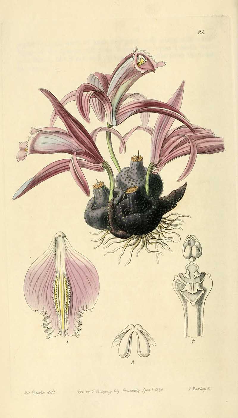 Pleione praecox Orchid  Edwards Botanical Registar