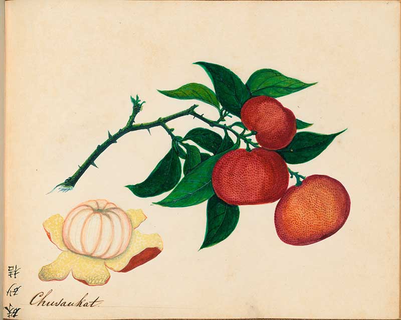 Exotic Fruit watercolours Mandarin Orange