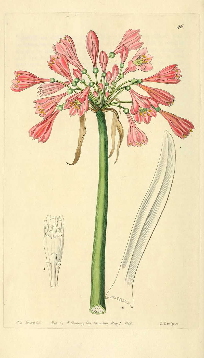 Garland Lily Edwards Botanical Registar