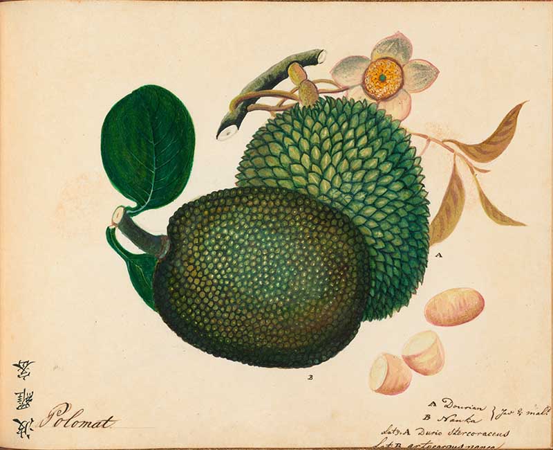 Exotic Fruit watercolours Durian & JackFruit 