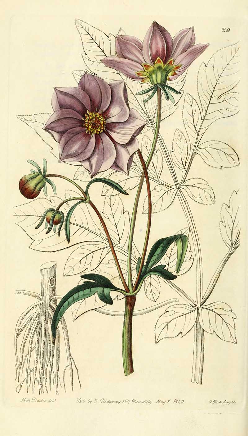 Smooth Dwarf Dahlia Edwards Botanical Registar