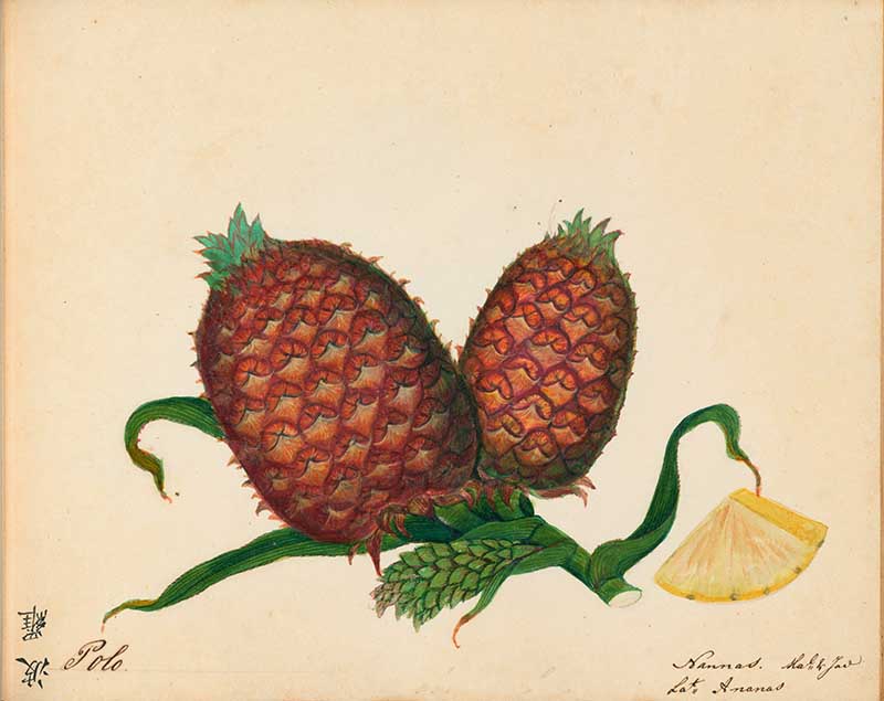 Exotic Fruit watercolours Pineapple