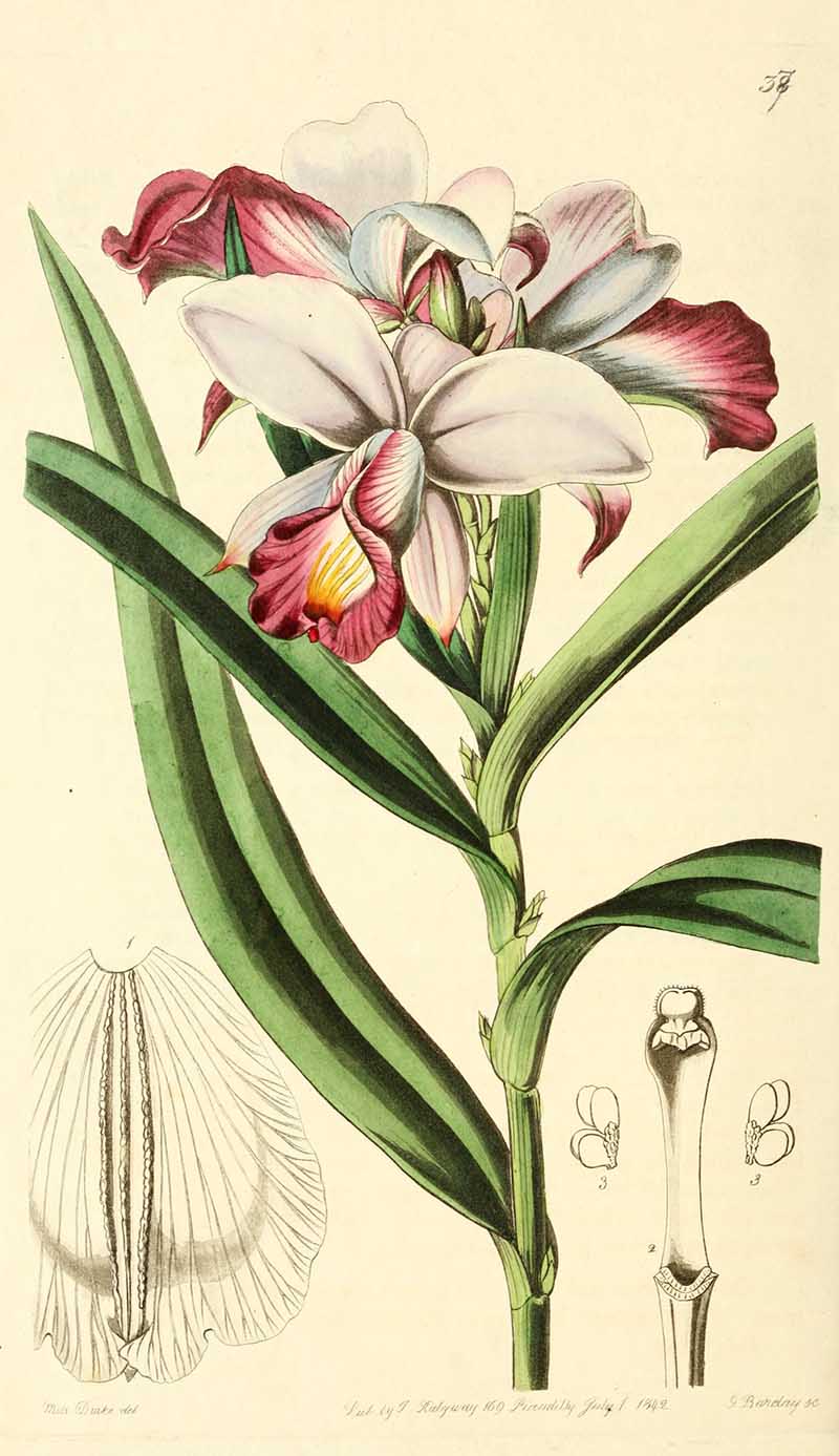 Bamboo Orchid Edawrds Botanical Registar