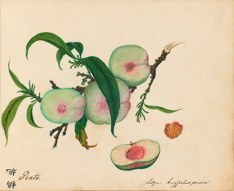 Exotic Fruit watercolours almond Peach