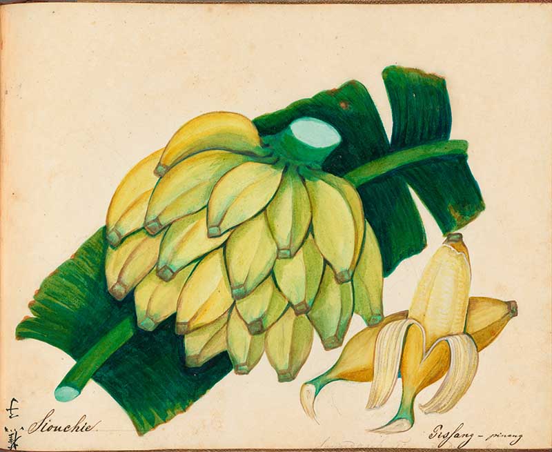  Exotic Fruit watercolours Tropical Bananas 