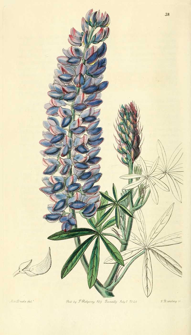 Lupins Edwards Botanical Registar