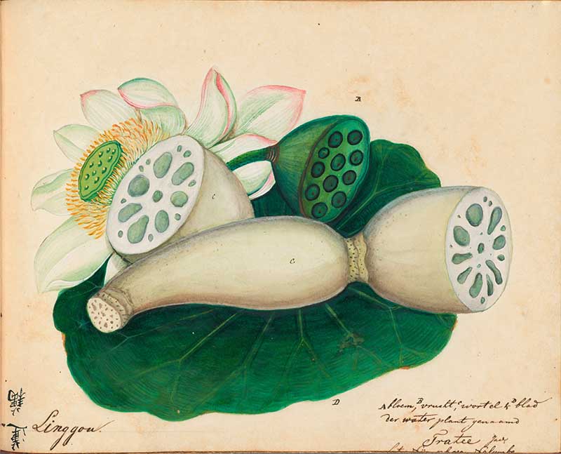 Exotic Fruit watercolours Sacred Lotus