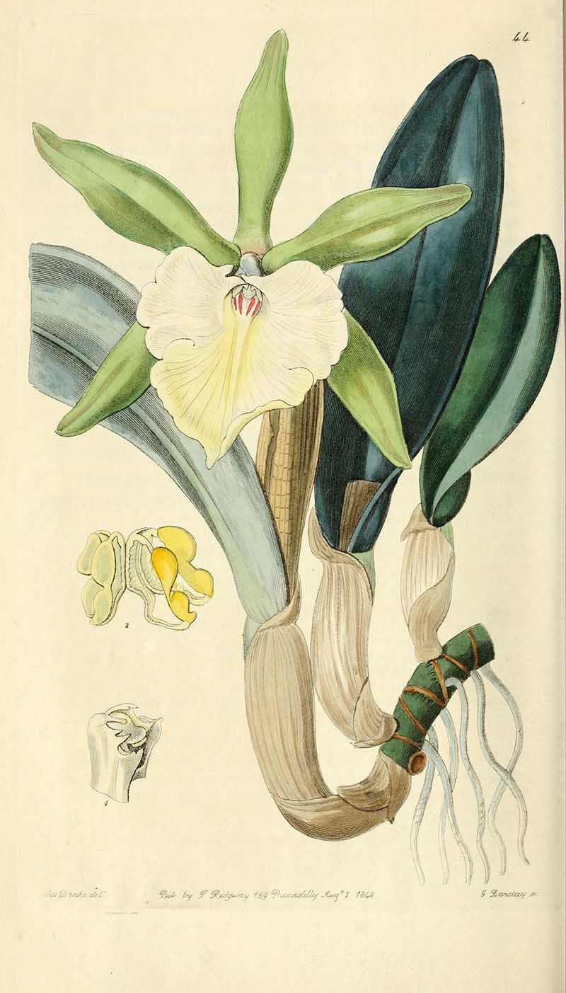 orchid Rhyncholaelia glauca Edwards Botanical Registar