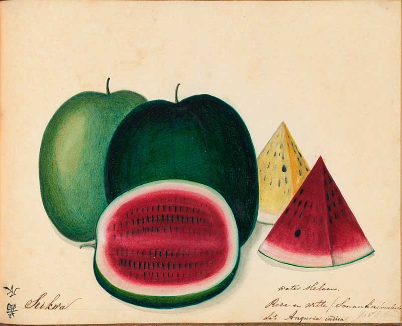 Exotic Fruit watercolours Watermelon