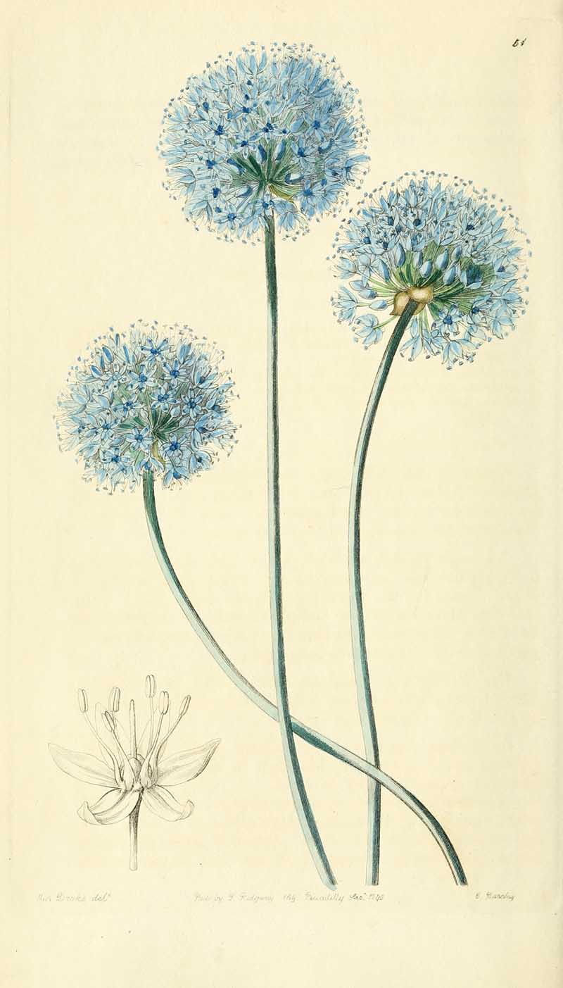 Blue Leek Alums Edwards Botanical Registar