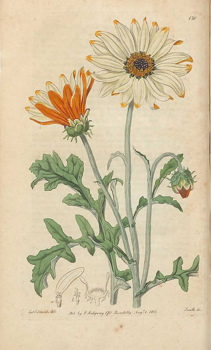 African Daisy Edwards Botanical Registar