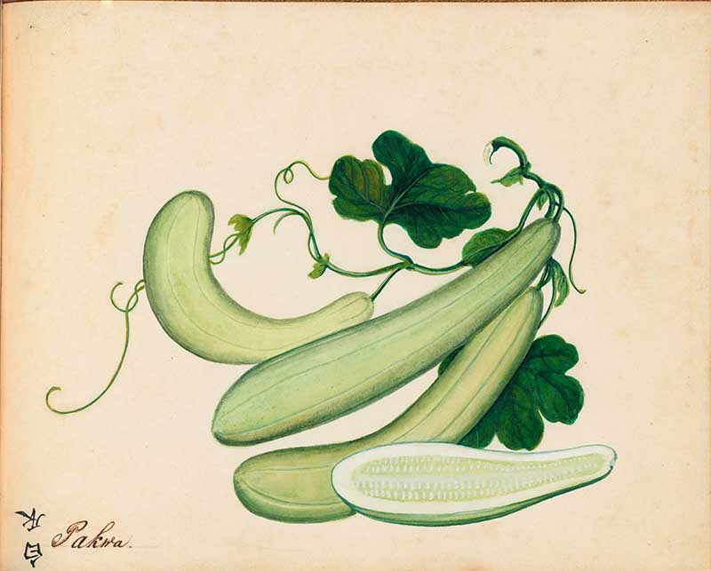 Exotic Fruit watercolours Snake Melon