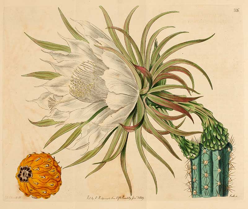 Torch Thistle Cactus Edwards Botanical Registar