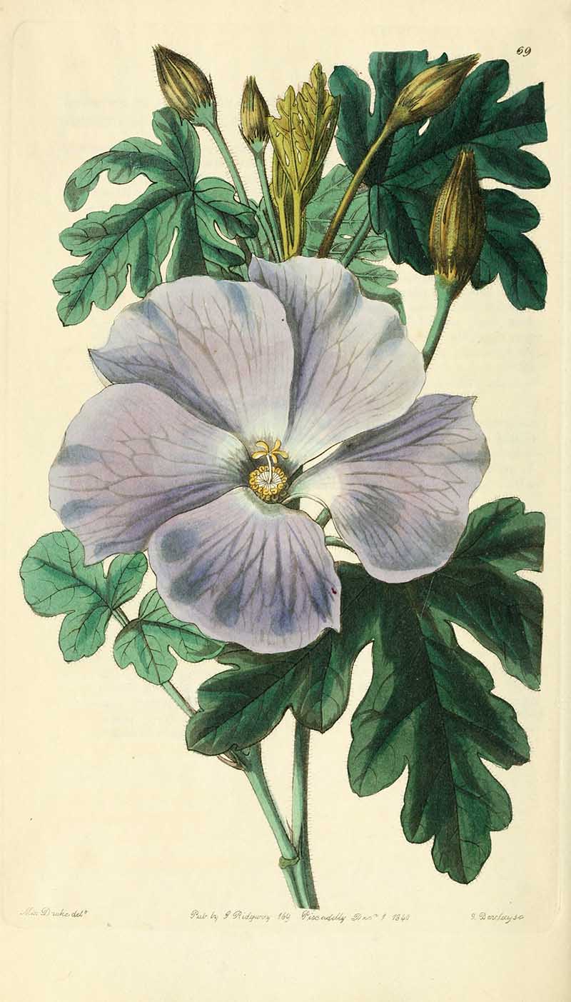 Lilac Hibiscus Edwards Botanical Registar