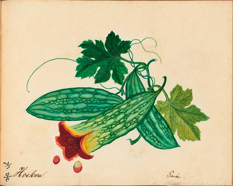 Exotic Fruit watercolours Bitter Melon 