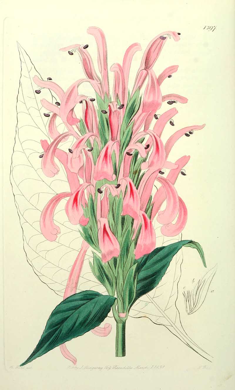 Justica Brazillian Plume Edwards Botanical Registar