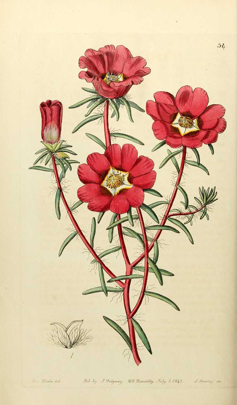 Moss Rose Edwards Botanical Registar