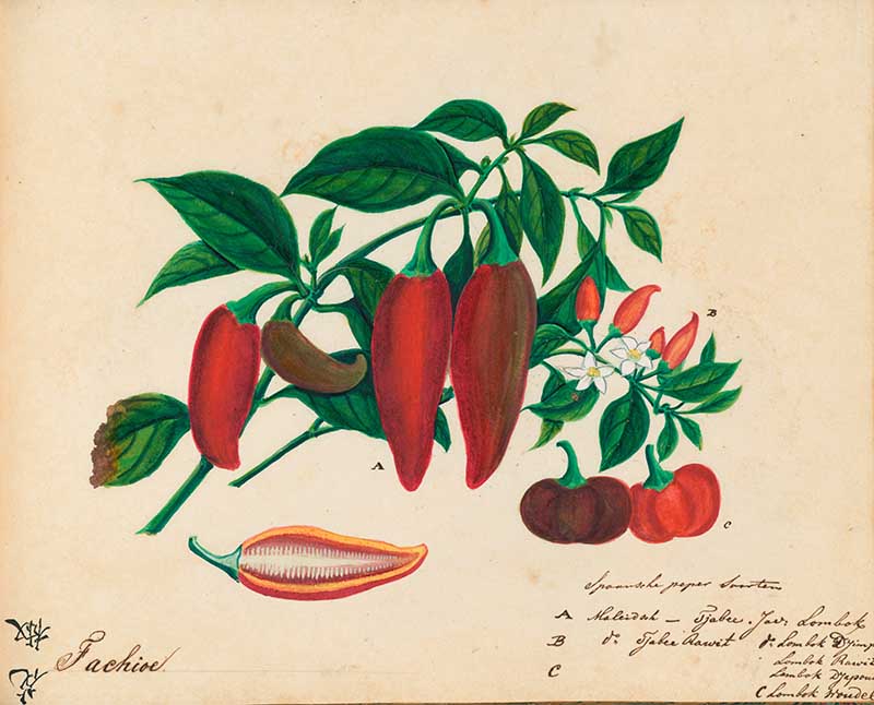 Exotic Fruit watercolours Chilli Peppers