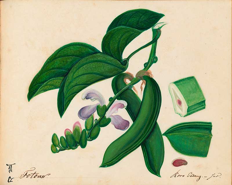 Exotic Fruit watercolours Sword Beans 