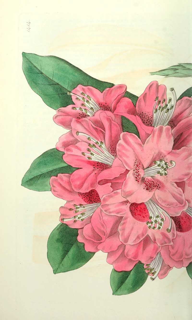 Rhododendron Edwards Botanical Registar