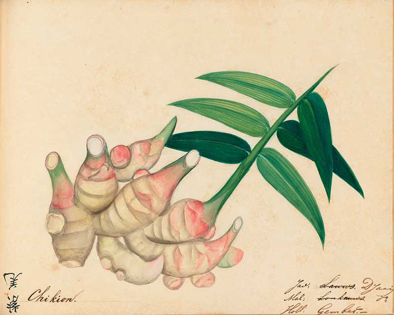 Exotic Fruit watercolours Ginger