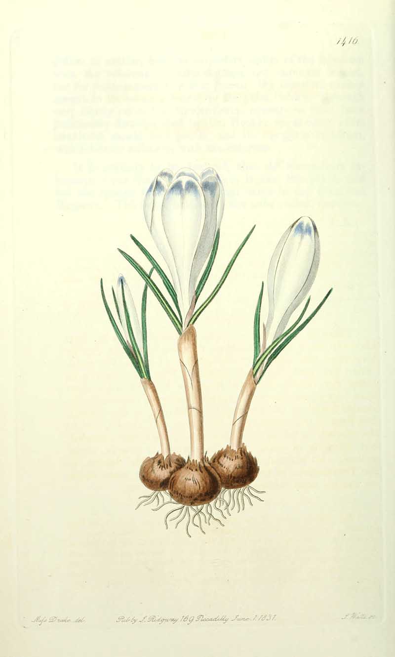 Blue White Crocus Edwards Botanical Registar