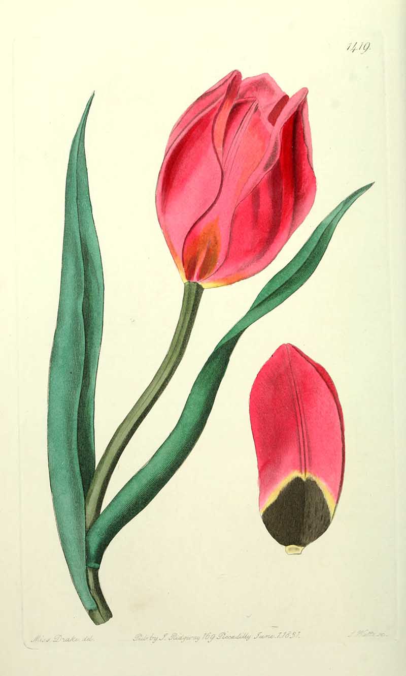 Red Tulip Edwards Botanical Registar